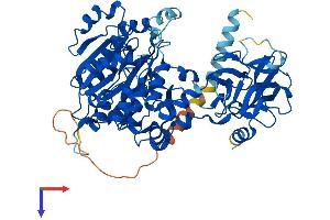 GALNTL6 Protein (AA 1-601) (His tag)