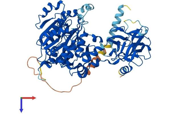 GALNTL6 Protein (AA 1-601) (His tag)