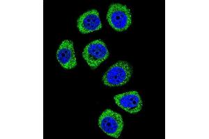 Confocal immunofluorescent analysis of PCDHB3 Antibody (N-term) (ABIN656093 and ABIN2845436) with U-251MG cell followed by Alexa Fluor 488-conjugated goat anti-rabbit lgG (green). (PCDHB3 Antikörper  (N-Term))
