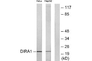 Western blot analysis of extracts from HeLa cells and HepG2 cells, using DIRA1 antibody. (DIRAS1 Antikörper  (C-Term))
