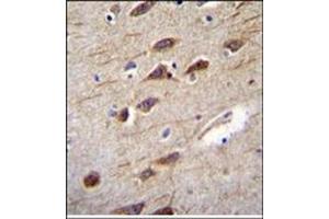 Immunohistochemistry analysis in Formalin Fixed, Paraffin embedded Human brain tissue stained with RUSC2 Antibody (N-term) followed by peroxidase conjugation of the secondary antibody and DAB staining.