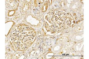 Immunoperoxidase of monoclonal antibody to MYH9 on formalin-fixed paraffin-embedded human kidney. (Myosin 9 Antikörper  (AA 131-220))