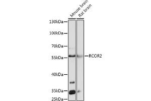 Western blot analysis of extracts of various cell lines, using RCOR2 antibody (ABIN7269921) at 1:1000 dilution. (Rcor2 Antikörper  (AA 250-350))