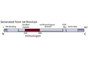 Image no. 3 for anti-Brevican (BCAN) (AA 232-394) antibody (ABIN968236) (BCAN Antikörper  (AA 232-394))