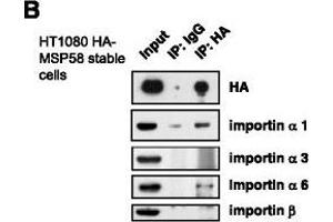 MSP58 interacts with importin α1 and α6. (KPNA4 Antikörper  (C-Term))