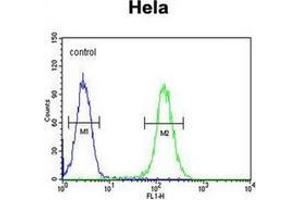 Flow cytometric analysis of Hela cells  using FOXL2 Antibody (N-term) Cat.