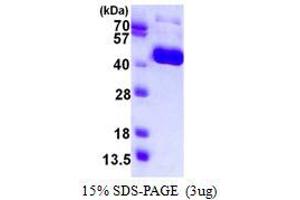 Image no. 1 for Influenza Hemagglutinin HA1 Chain (HA1) protein (His tag) (ABIN1098599)