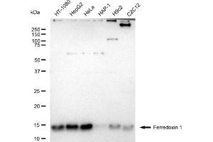 Western blotting analysis using Ferredoxin 1 antibody (ABIN7798594).