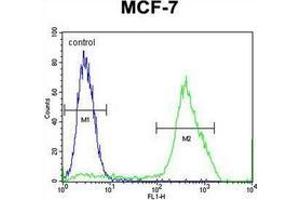 Flow cytometric analysis of MCF-7 cells using MBD3L3 Antibody (C-term) Cat. (MBD3L3 Antikörper  (C-Term))