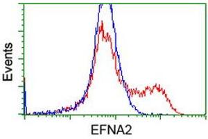 HEK293T cells transfected with either RC213728 overexpress plasmid (Red) or empty vector control plasmid (Blue) were immunostained by anti-EFNA2 antibody (ABIN2452979), and then analyzed by flow cytometry.