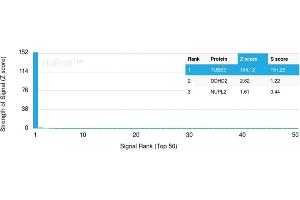 Analysis of Protein Array containing more than 21,000 full-length human proteins using Tubulin beta 3 Mouse Monoclonal Antibody (TUBB3/3731) Z- and S- Score: The Z-score represents the strength of a signal that a monoclonal antibody (Monoclonal Antibody) (in combination with a fluorescently-tagged anti-IgG secondary antibody) produces when binding to a particular protein on the HuProtTM array. (TUBB3 Antikörper  (AA 437-450))