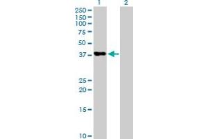 Western Blot analysis of PAFAH2 expression in transfected 293T cell line by PAFAH2 MaxPab polyclonal antibody. (PAFAH2 Antikörper  (AA 1-392))