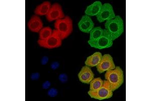 ABIN7094506 and ABIN7098555 staining Hela cells by IF/ICC.