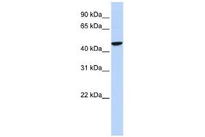 GABRR2 antibody used at 1 ug/ml to detect target protein. (GABRR2 Antikörper)