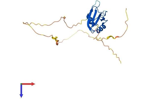RBPMS Protein (AA 1-196) (His tag)