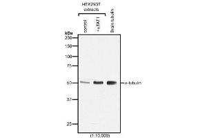 Western blot analysis of protein acetylation with anti-α-Tubulin (acetylated), mAb (TEU318) . (alpha Tubulin Antikörper)