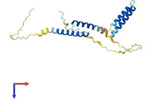 HES4 Protein (AA 1-221) (His tag)