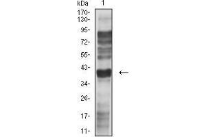 Western blot analysis using CD195 mouse mAb against L-02 (1) cell lysate. (CCR5 Antikörper)