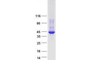 Validation with Western Blot (ARRDC5 Protein (Myc-DYKDDDDK Tag))
