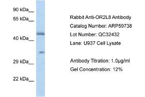 Western Blotting (WB) image for anti-Olfactory Receptor, Family 2, Subfamily L, Member 8 (OR2L8) (C-Term) antibody (ABIN2788186) (OR2L8 Antikörper  (C-Term))