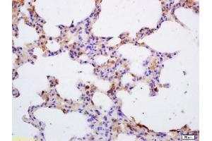 Formalin-fixed and paraffin embedded mouse lung labeled with Rabbit Anti Jak3 Polyclonal Antibody, Unconjugated (ABIN681013) at 1:200 followed by conjugation to the secondary antibody and DAB staining (JAK3 Antikörper  (AA 601-700))