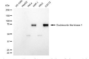 Western blotting analysis using doublecortin like kinase 1 antibody (ABIN7798387). (Rekombinanter DCLK1 Antikörper)