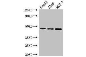Western Blot Positive WB detected in: HepG2 whole cell lysate, A549 whole cell lysate, MCF-7 whole cell lysate All lanes: MAEA antibody at 3 μg/mL Secondary Goat polyclonal to rabbit IgG at 1/50000 dilution Predicted band size: 46, 41, 37, 27 kDa Observed band size: 46 kDa (MAEA Antikörper  (AA 299-356))