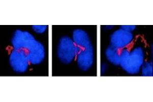 Immunocytochemistry/Immunofluorescence analysis using Mouse Anti-FKBP51 Monoclonal Antibody, Clone Hi51B (ABIN361795 and ABIN361794). (FKBP5 Antikörper)