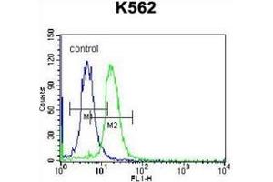 Flow cytometric analysis of K562 cells using STARD5 Antibody (N-term) Cat. (STARD5 Antikörper  (N-Term))