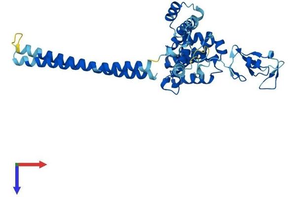 RMND5A Protein (AA 1-391) (His tag)