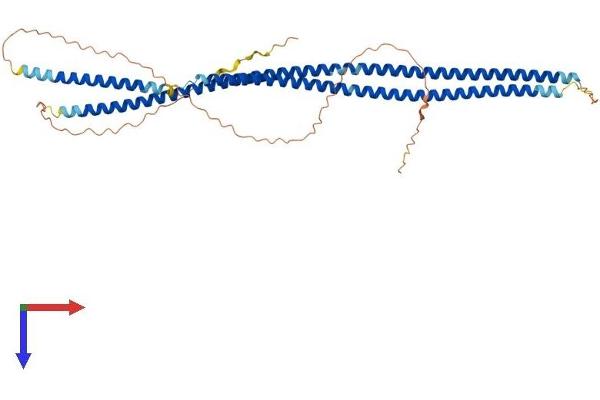 Keratin 35 Protein (KRT35) (AA 1-455) (His tag)