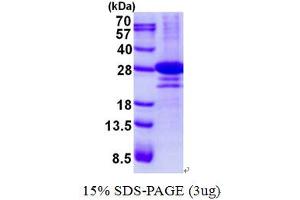 Image no. 1 for D-Tyrosyl-tRNA Deacylase 1 Homolog (S. Cerevisiae) (DTD1) (AA 1-209) protein (His tag) (ABIN6387084)