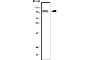 Western Blotting (WB) image for anti-Toll-Like Receptor 7 (TLR7) antibody (ABIN361162)