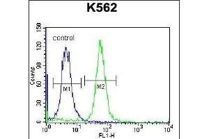 RAB3D Antibody (C-term) (ABIN657140 and ABIN2846278) flow cytometric analysis of K562 cells (right histogram) compared to a negative control cell (left histogram). (RAB3D Antikörper  (C-Term))