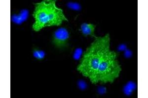 Anti-KRT8 mouse monoclonal antibody (ABIN2452324) immunofluorescent staining of COS7 cells transiently transfected by pCMV6-ENTRY KRT8 (RC209570). (KRT8 Antikörper  (AA 91-381))