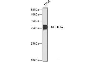 Western blot analysis of extracts of 22Rv1 cells using METTL7A Polyclonal Antibody at dilution of 1:1000. (METTL7A Antikörper)