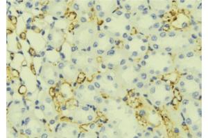 ABIN6276829 at 1/100 staining Mouse liver tissue by IHC-P. (WFS1 Antikörper  (Internal Region))