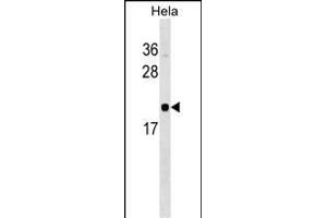 RWDD1 Antibody (N-term) (ABIN1539329 and ABIN2849194) western blot analysis in Hela cell line lysates (35 μg/lane). (RWDD1 Antikörper  (N-Term))