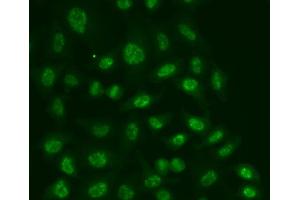 Immunofluorescence analysis of A549 cells using POLR2E antibody. (POLR2E Antikörper)