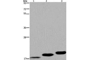 Western Blot analysis of Mouse skeletal muscle, heart and bladder tissue using MYL12B Polyclonal Antibody at dilution of 1:450