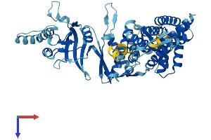 TCP1 alpha/CCTA Protein (AA 1-556) (His tag)