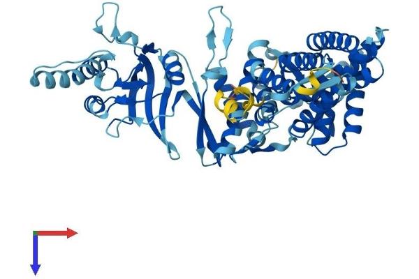 TCP1 alpha/CCTA Protein (AA 1-556) (His tag)