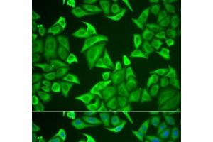 Immunofluorescence analysis of U2OS cells using NGB Polyclonal Antibody