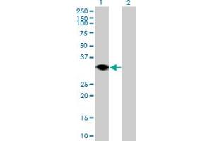 Western Blot analysis of RNF144A expression in transfected 293T cell line by RNF144A MaxPab polyclonal antibody. (RNF144A Antikörper  (AA 1-292))