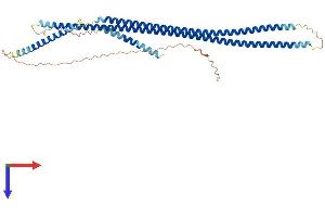 Keratin 25 Protein (KRT25) (AA 1-446) (His tag)