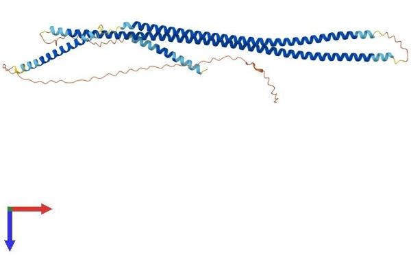 Keratin 25 Protein (KRT25) (AA 1-446) (His tag)