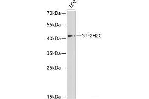 GTF2H2C Antikörper