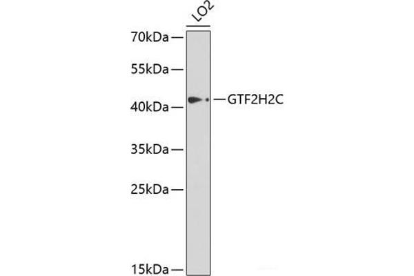 GTF2H2C Antikörper