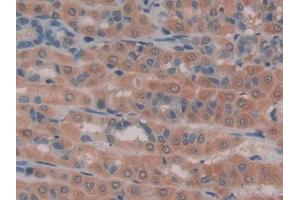 DAB staining on IHC-P; Samples: Rat Intestine Tissue (GAS6 Antikörper  (AA 100-312))