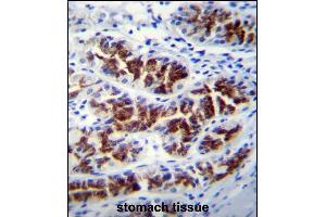 PTPN20A Antibody (Center) (ABIN655743 and ABIN2845189) immunohistochemistry analysis in formalin fixed and paraffin embedded human stomach tissue followed by peroxidase conjugation of the secondary antibody and DAB staining. (PTPN20A Antikörper  (AA 178-207))